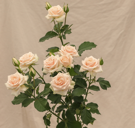 ROSE BR. MY BEAUTY 50